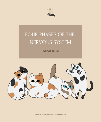 Four Phases of the Nervous System